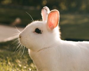 Preview wallpaper rabbit, hare, white, profile