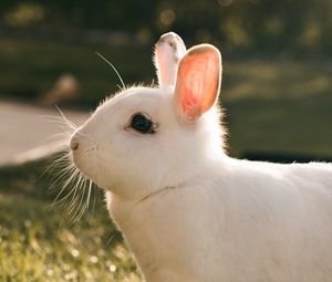 Preview wallpaper rabbit, hare, white, profile