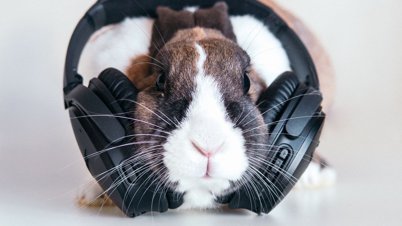 Download wallpaper 1280x720 rabbit, headphones, music, audio hd, hdv