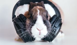 Preview wallpaper rabbit, headphones, music, audio