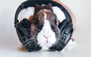 Preview wallpaper rabbit, headphones, music, audio
