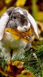 Preview wallpaper rabbit, leaf, grass, cute, animal