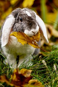 Preview wallpaper rabbit, leaf, grass, cute, animal