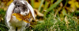 Preview wallpaper rabbit, leaf, grass, cute, animal