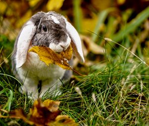 Preview wallpaper rabbit, leaf, grass, cute, animal