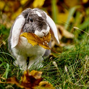 Preview wallpaper rabbit, leaf, grass, cute, animal