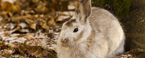 Preview wallpaper rabbit, leaves, tree, cold