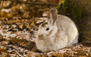 Preview wallpaper rabbit, leaves, tree, cold