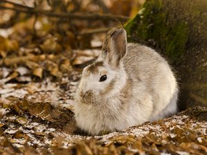 Preview wallpaper rabbit, leaves, tree, cold