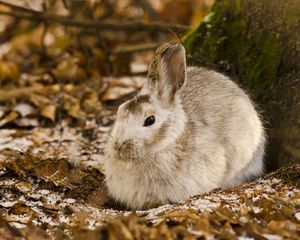 Preview wallpaper rabbit, leaves, tree, cold