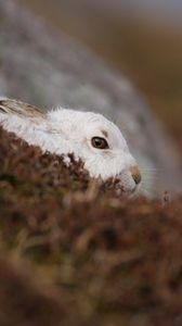 Preview wallpaper rabbit, nature, background