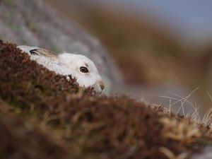 Preview wallpaper rabbit, nature, background