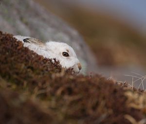 Preview wallpaper rabbit, nature, background