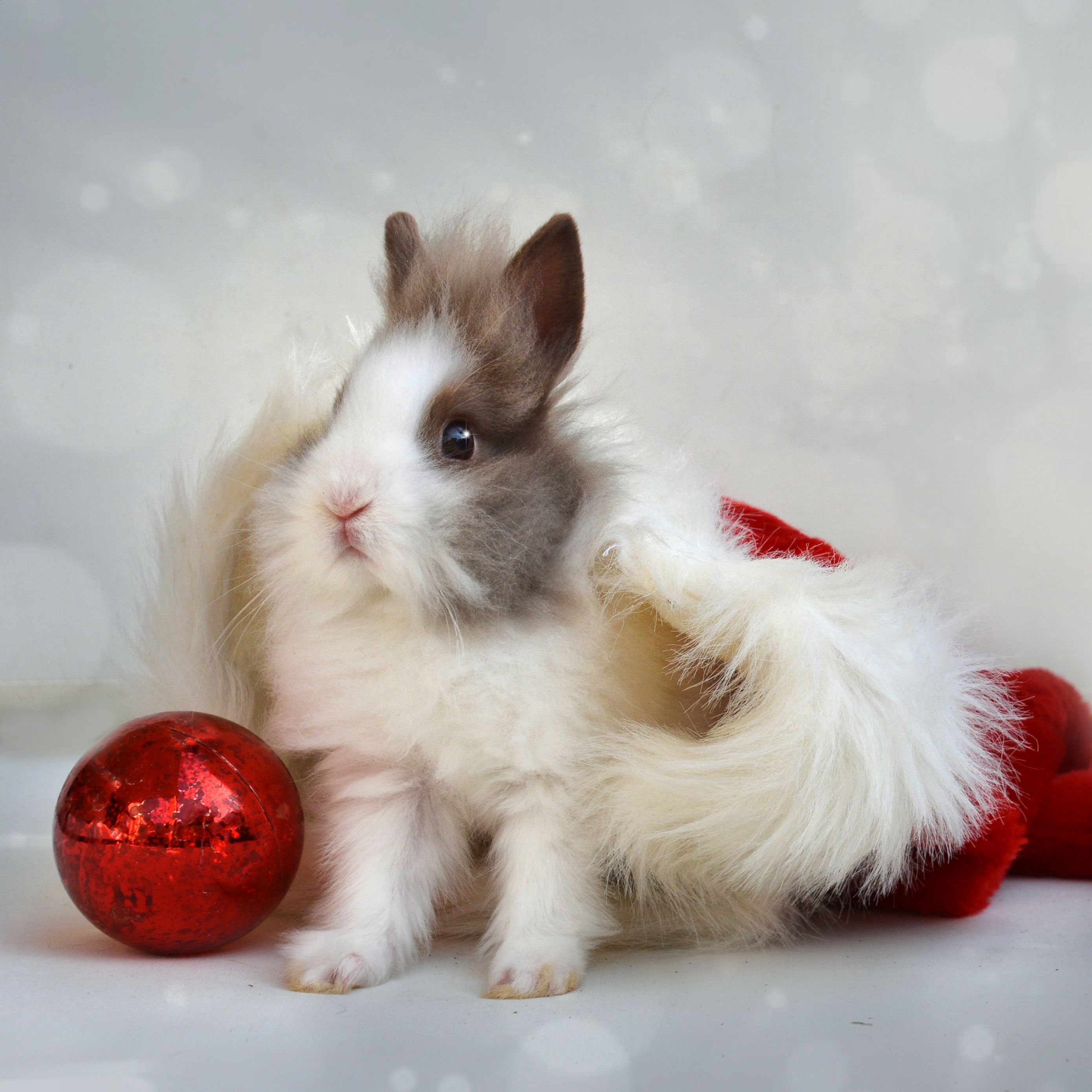 2780x2780 Wallpaper rabbit, new year, ball