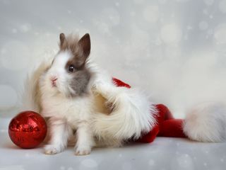 320x240 Wallpaper rabbit, new year, ball