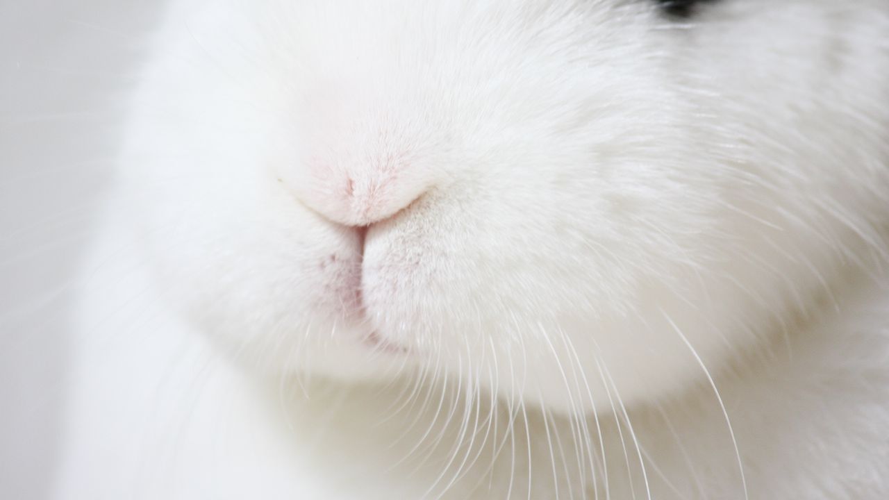 Wallpaper rabbit, nose, whiskers, macro, fluffy, white
