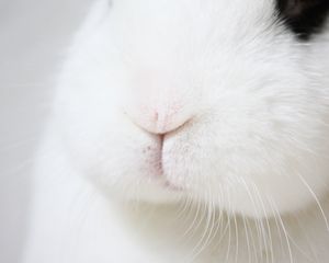 Preview wallpaper rabbit, nose, whiskers, macro, fluffy, white