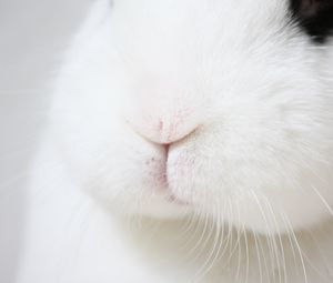 Preview wallpaper rabbit, nose, whiskers, macro, fluffy, white