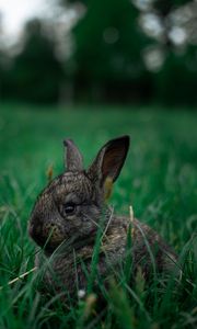 Preview wallpaper rabbit, pet, animal, grass