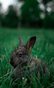 Preview wallpaper rabbit, pet, animal, grass
