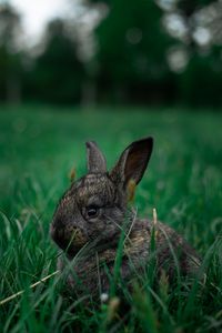 Preview wallpaper rabbit, pet, animal, grass