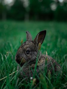 Preview wallpaper rabbit, pet, animal, grass