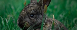 Preview wallpaper rabbit, pet, animal, grass