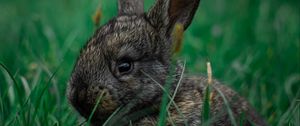 Preview wallpaper rabbit, pet, animal, grass