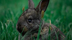 Preview wallpaper rabbit, pet, animal, grass