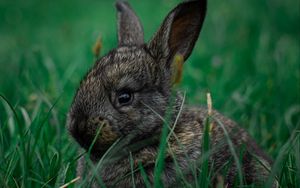 Preview wallpaper rabbit, pet, animal, grass