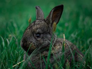 Preview wallpaper rabbit, pet, animal, grass