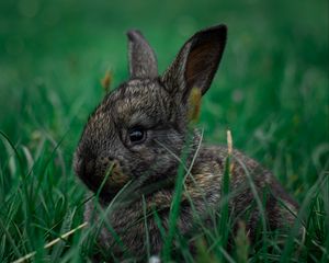 Preview wallpaper rabbit, pet, animal, grass