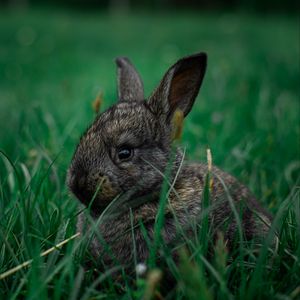 Preview wallpaper rabbit, pet, animal, grass