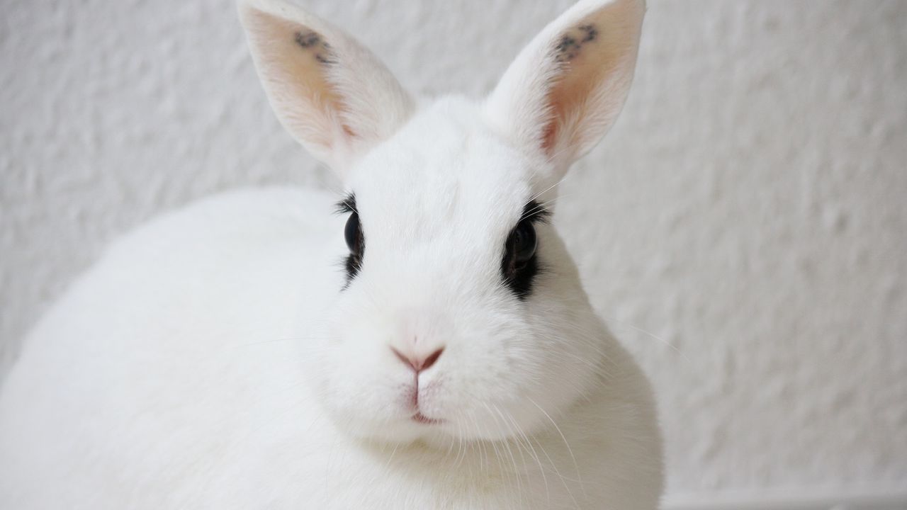 Wallpaper rabbit, pet, animal, white, cute