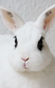 Preview wallpaper rabbit, pet, animal, white, cute
