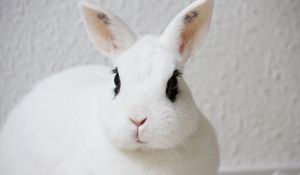 Preview wallpaper rabbit, pet, animal, white, cute