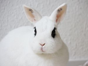 Preview wallpaper rabbit, pet, animal, white, cute