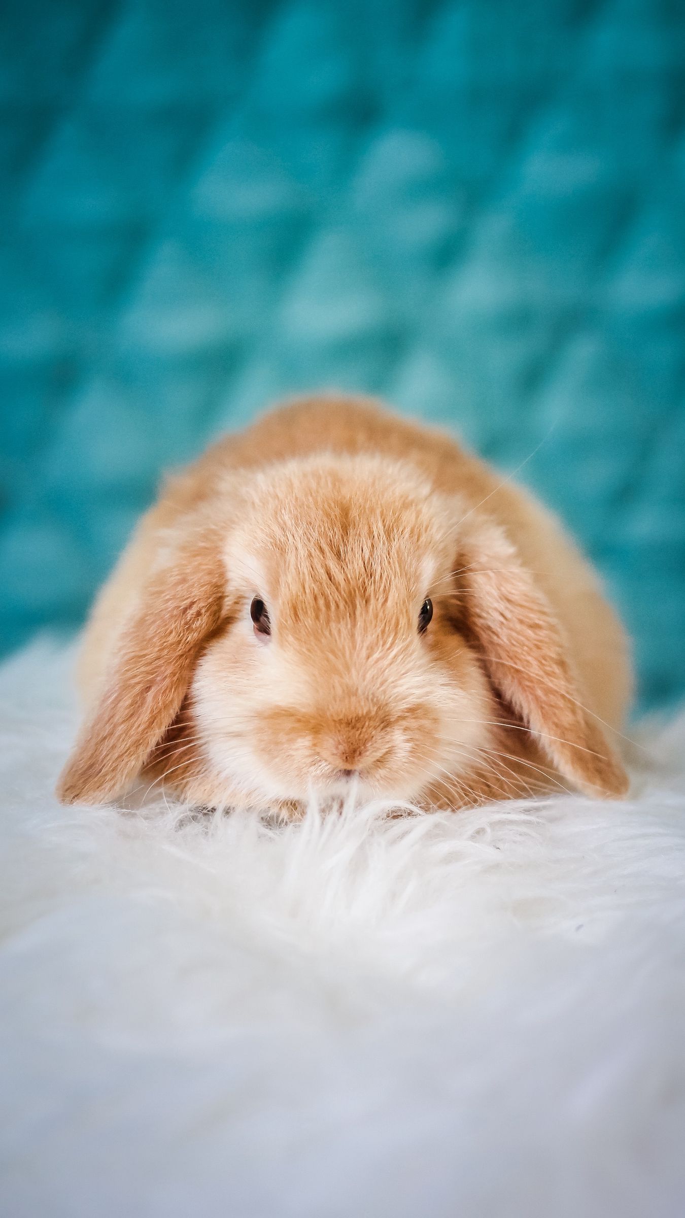 Download wallpaper 1350x2400 rabbit, pet, fluffy, cute iphone 8+/7+/6s+/6+ for parallax hd background Download wallpaper 1350x2400 rabbit, pet, fluffy, cute iphone 8+/7+/6s+/6+ for parallax hd background