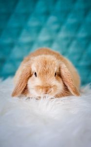 Preview wallpaper rabbit, pet, fluffy, cute