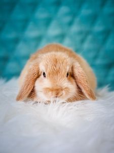 Preview wallpaper rabbit, pet, fluffy, cute