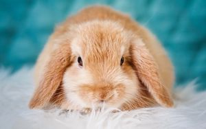 Preview wallpaper rabbit, pet, fluffy, cute