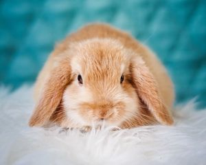 Preview wallpaper rabbit, pet, fluffy, cute