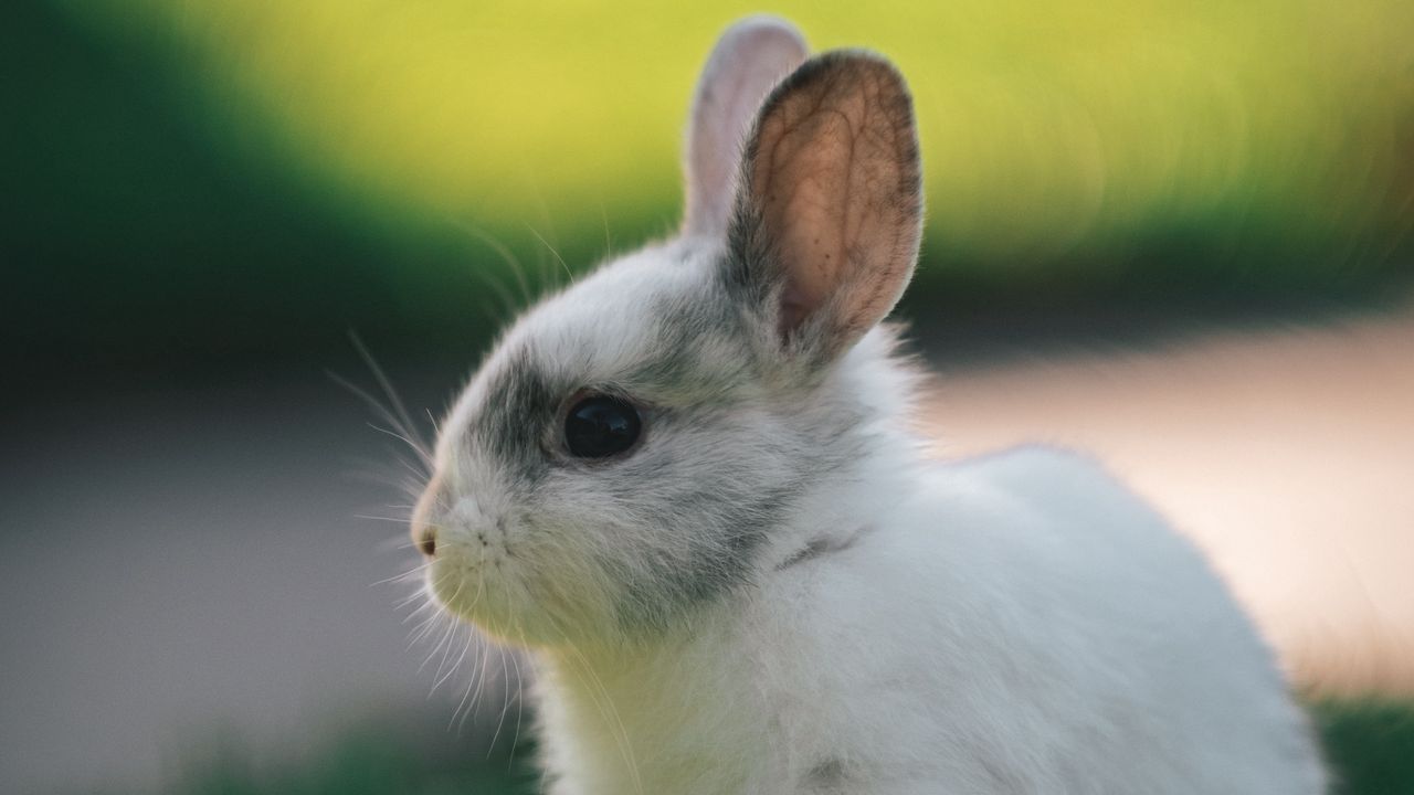 Wallpaper rabbit, profile, animal, cute