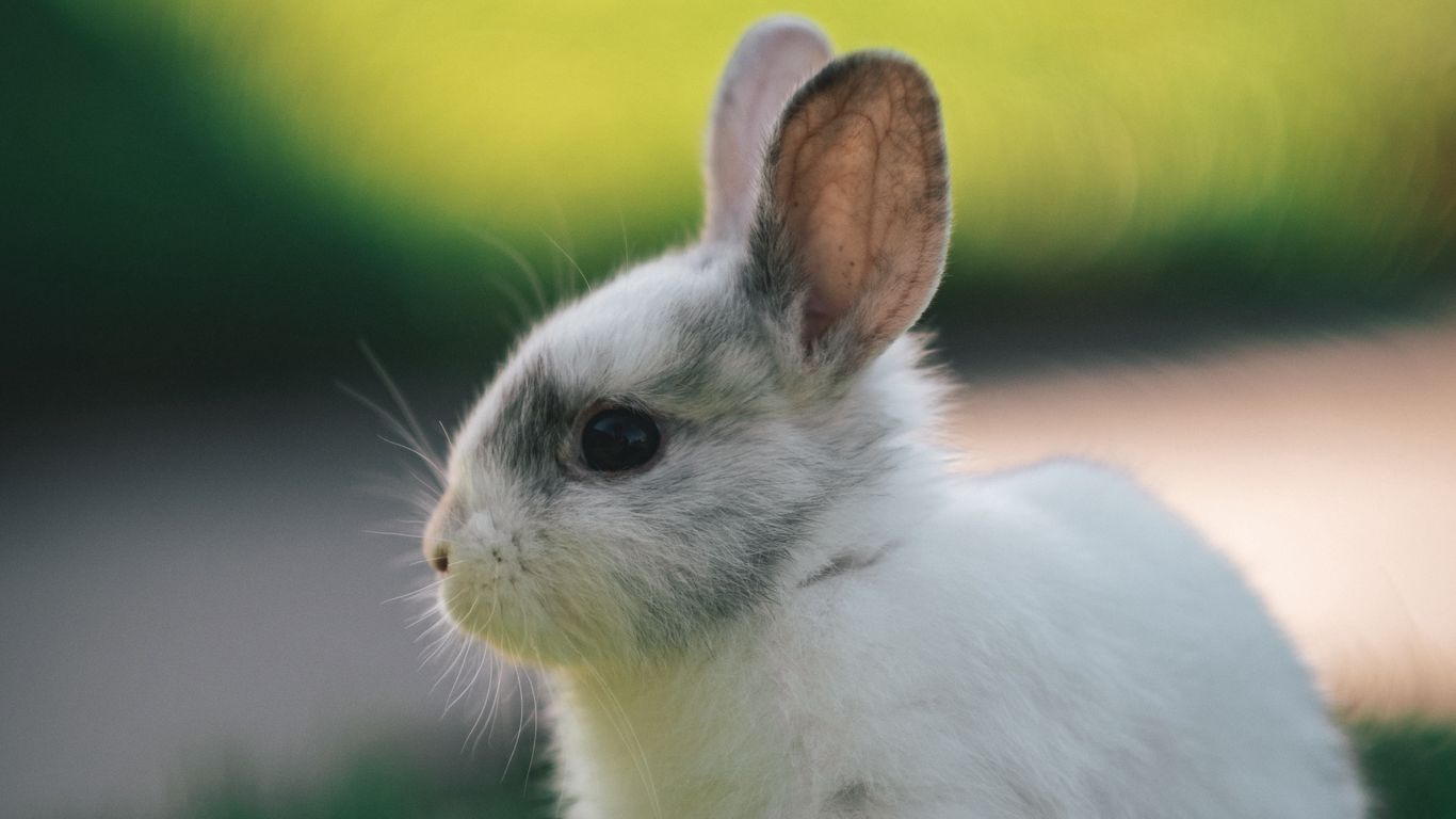 Download wallpaper 1366x768 rabbit, profile, animal, cute tablet ...