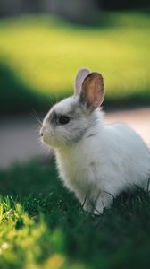 Preview wallpaper rabbit, profile, animal, cute