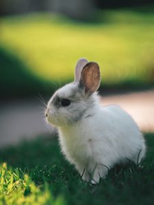 Preview wallpaper rabbit, profile, animal, cute