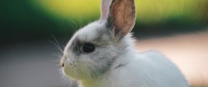 Preview wallpaper rabbit, profile, animal, cute