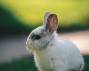 Preview wallpaper rabbit, profile, animal, cute