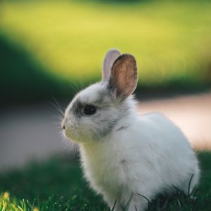 Preview wallpaper rabbit, profile, animal, cute