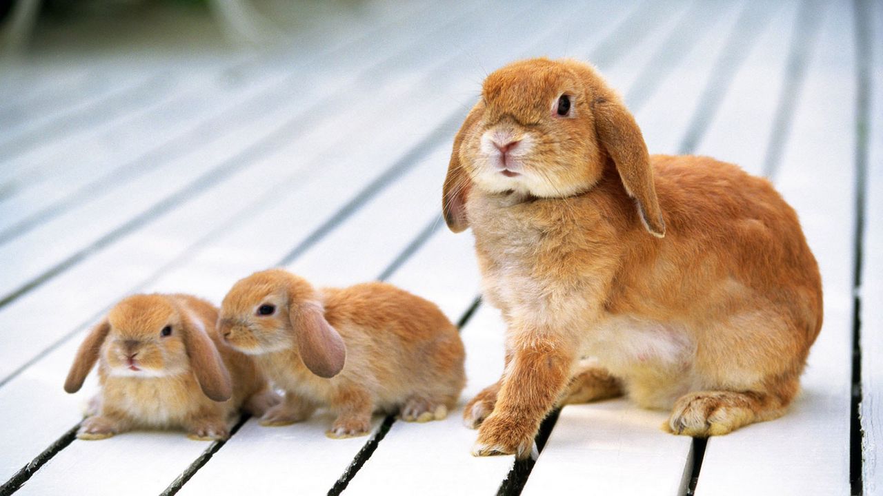 Wallpaper rabbit, pups, floors
